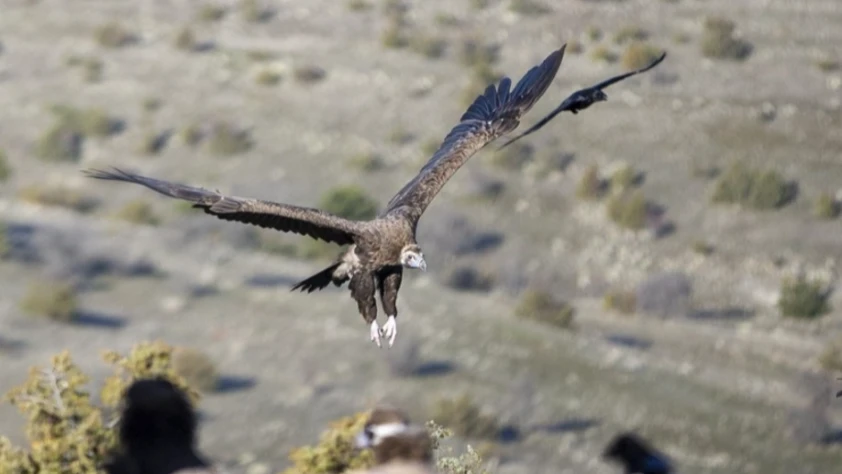 Akbabaların izi Bolu’da sürülüyor: Dört tür aynı istasyonda gözlemleniyor
