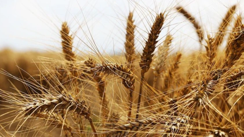 Anadolu Tarım İşletmesi 327 ton buğdayı satışa çıkarıyor: İhale 29 Ocak’ta yapılacak