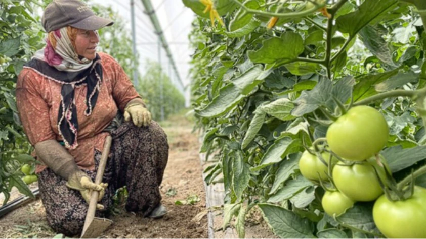 Antalya sebze üretiminde Türkiye lideri: 31 üründe zirvede
