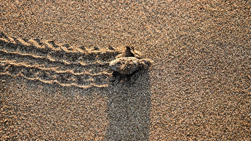 Antalya’da caretta caretta yavruları denizle buluştu