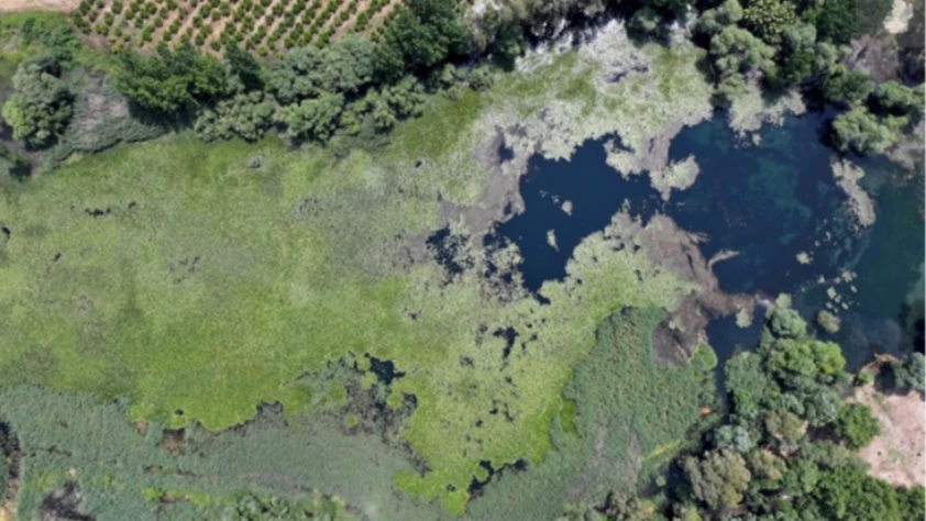 Antalya'nın su kaynağı Kırkgöz, nilüferlerle kaplandı