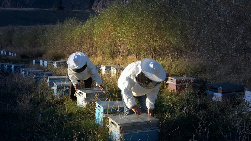 Arıcılık için 'mesleki standart' geliyor
