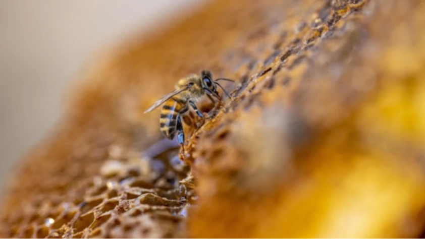 Arıcılık sektörü katma değerli ürünlere destek bekliyor: Arı sütü, polen ve zehir öne çıkıyor