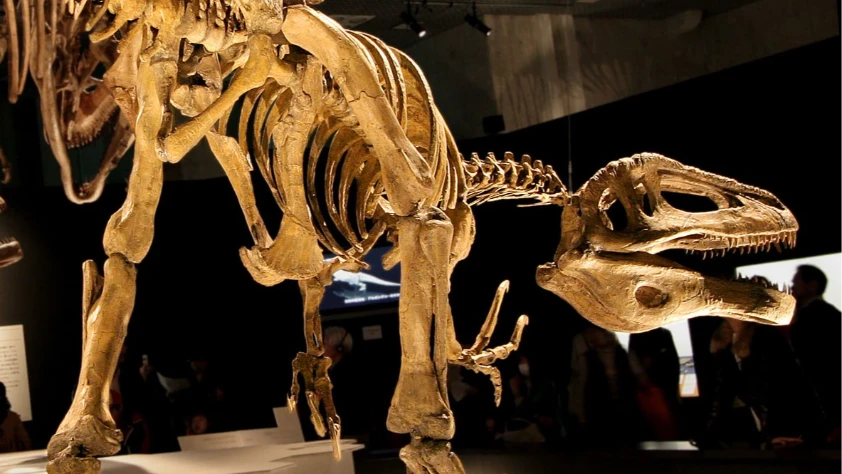 Arjantin’de yeni megaraptor türü keşfedildi! Çenesinde timsah kemiği bulundu Arjantin’de yeni megaraptor türü keşfedildi! Çenesinde timsah kemiği bulundu