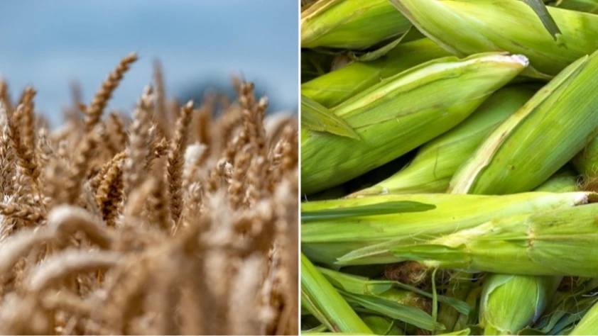 Arpa ve mısır ithalatında tarife kontenjanı artırıldı: Limit 1 milyon tona yükseltildi