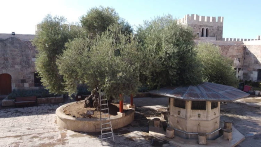 Asırlık bereket: 1358 yaşındaki zeytin ağacında hasat zamanı