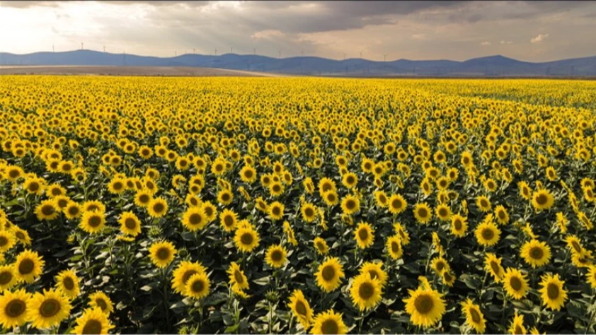 Ayçiçek tarlaları fotoğraf tutkunlarını ağırlıyor