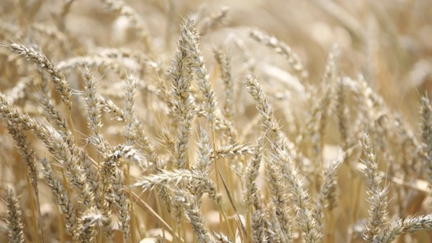 Azak Denizi’nde buz, Karadeniz’de fırtına: Rus buğdayı fiyatları yükseldi