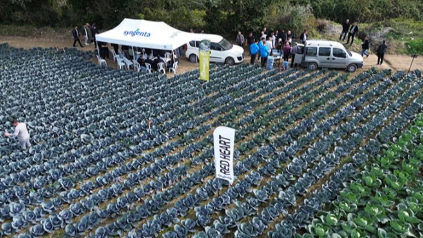 Bafra Ovası’nda sebze tarla günüyle üretici ve akademi buluştu