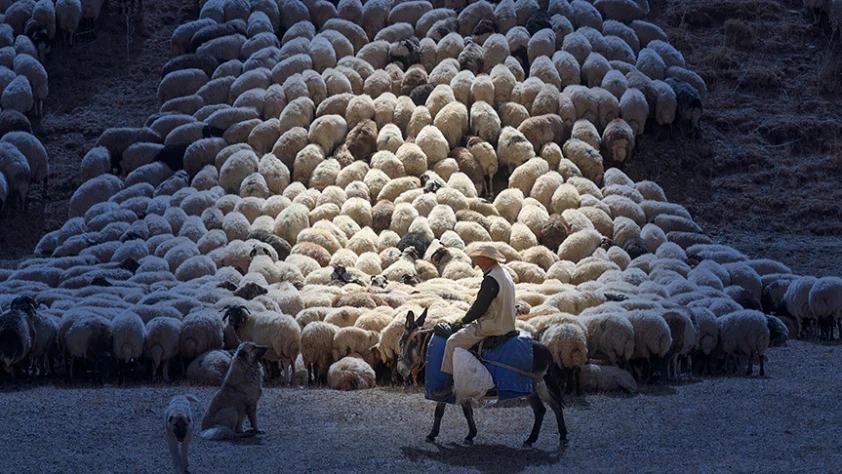 Bakan Yumaklı açıkladı: Küçükbaş üreticisine yeni destek! Başvurular başladı