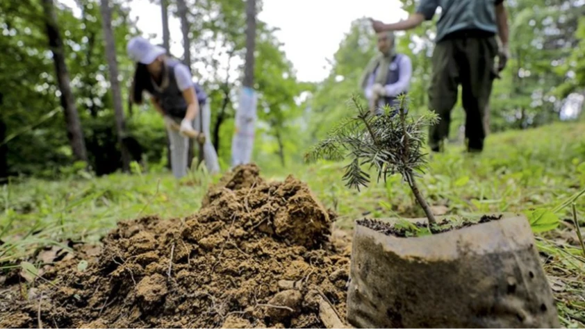 Bakan Yumaklı'dan vatandaşlara 'ağaçlandırma seferberliği' çağrısı