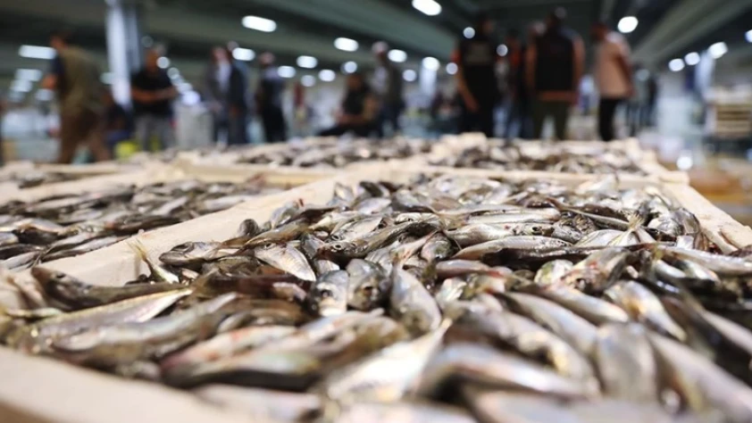 Balık halleri doldu taştı! 14 bin ton balık satışa sunuldu