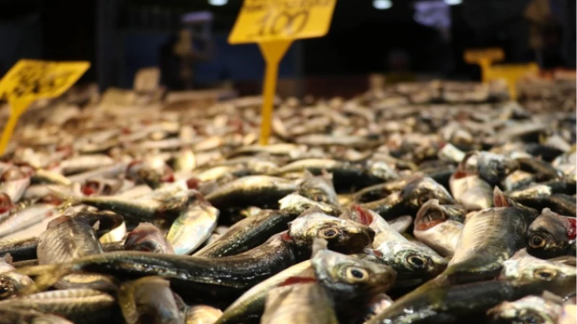 Balık tezgahlarında istavrit öne çıktı: Kilosu 100 liradan satılıyor