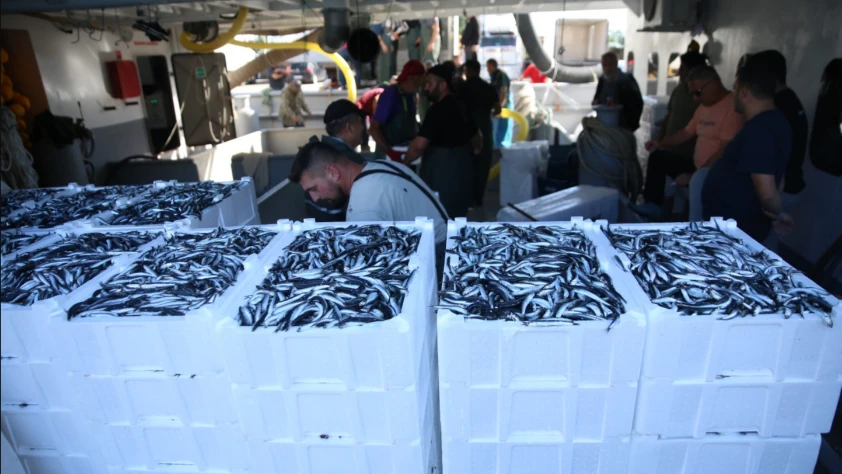 Balıkçılar kasa kasa hamsiyle döndü Balıkçılar kasa kasa hamsiyle döndü