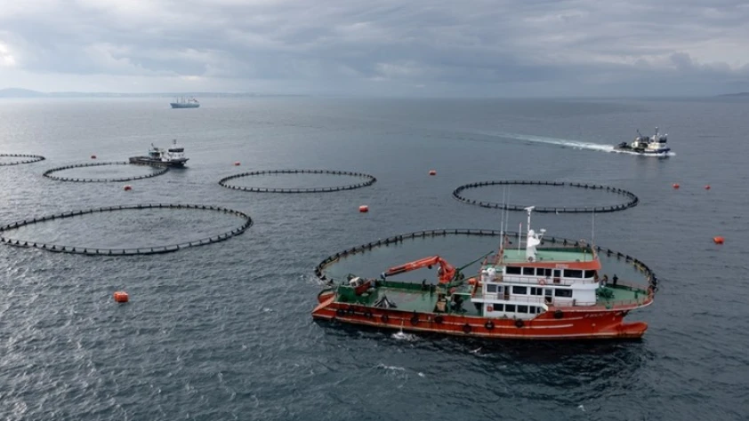 Balıkçılık denetimleri sürüyor! Yasal boy sınırı altında 3 ton mezgitte el kondu
