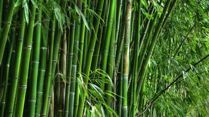 Bambudan üretilen plastik gerçeği kadar dayanıklı Bambudan üretilen plastik gerçeği kadar dayanıklı
