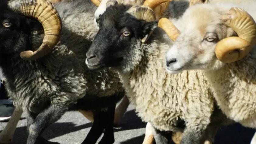 BAYRAMA KAÇ GÜN KALDI?  Kurban Bayram tatili ne zaman başlıyor, ne zaman bitiyor?
