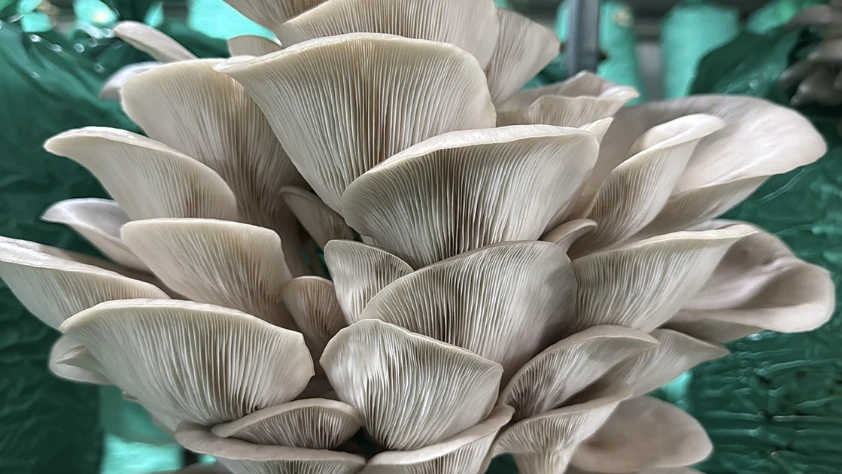 ‘Ben bu işi yaparım’ dedi: 3 çadır serada, yılda 40 ton istiridye mantarı üretiyor