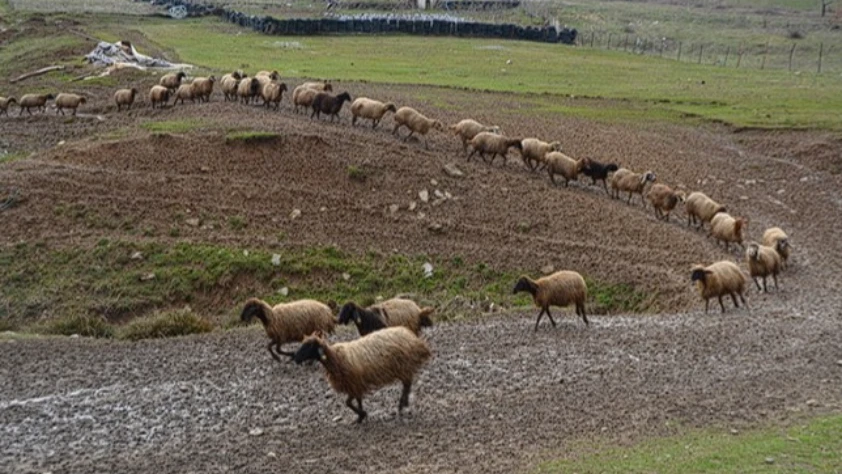 Besicilerin zorlu kış mesaisi: Hayvanlar için yoğun bakım