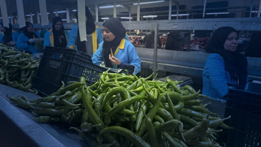 Biberde Almanya ve Romanya ana pazar oldu! İhracatın yüzde 74'ü Batı Akdeniz'den