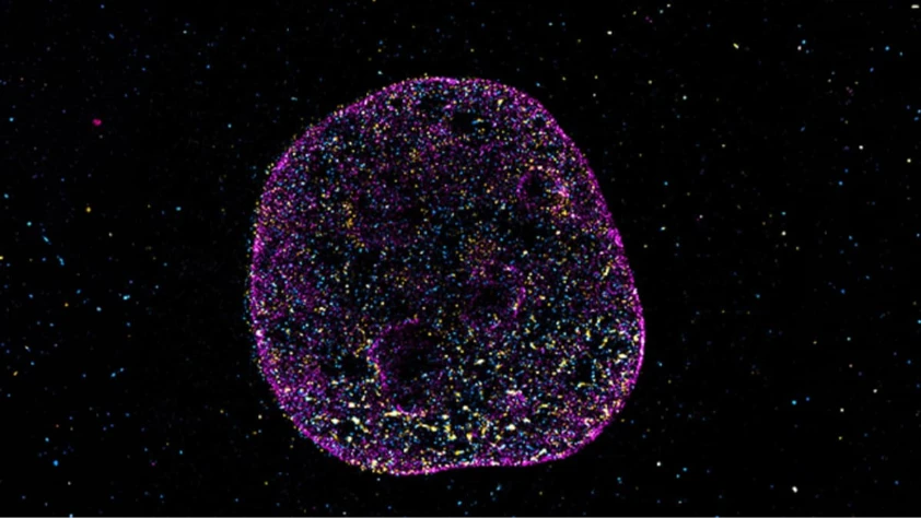 Bilim DNA’da ikinci bir dil buldu: Hücreler şekille hesap yapıyor Bilim DNA’da ikinci bir dil buldu: Hücreler şekille hesap yapıyor