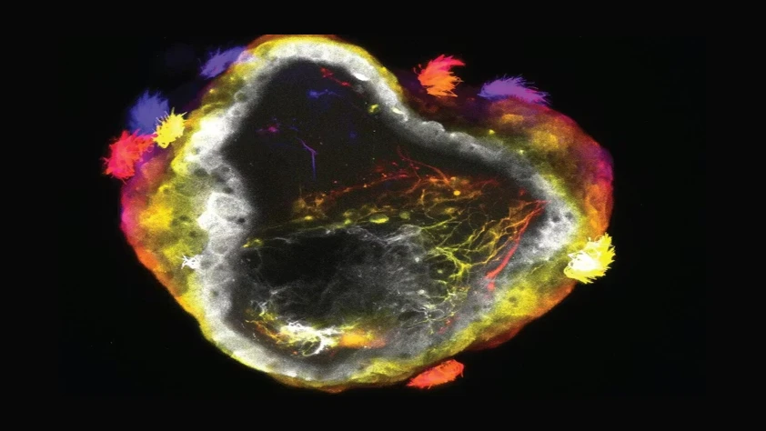 Biyoteknolojide yeni çağ: Sinir sistemli nörobotlar geliştirildi