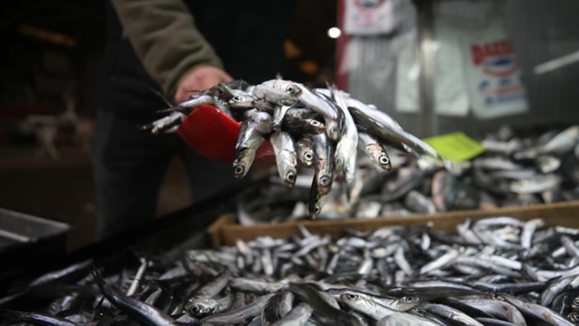 Bolluk bitti fiyatlar uçtu: Hamsi fiyatı 3 kat zamlandı