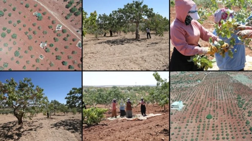 Boz Antep fıstığında fiyatlar üreticisinin yüzünü güldürüyor
