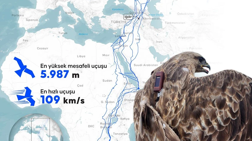 Bozkır şahini 2,5 yılda 28 ülke dolaştı: 103 bin kilometrelik göç yolculuğu kaydedildi