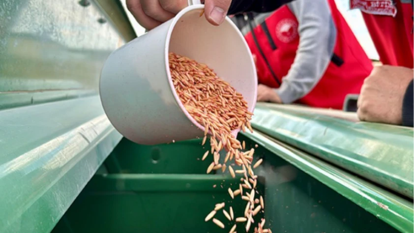 Bozkırda kuraklığa karşı yerli çözüm: 25 çeşit dayanıklı ürün toprakla buluştu