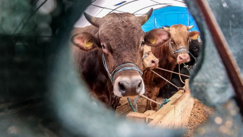 Canlı hayvan ithalatında düzenleme: Yetkili gümrüklere yeni ekleme