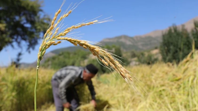Çeltik saplarından yakıt üretilecek! Özel tesis geliyor