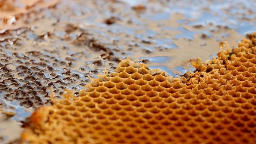 Çerkeş çiçek balı coğrafi işaretle tescillendi