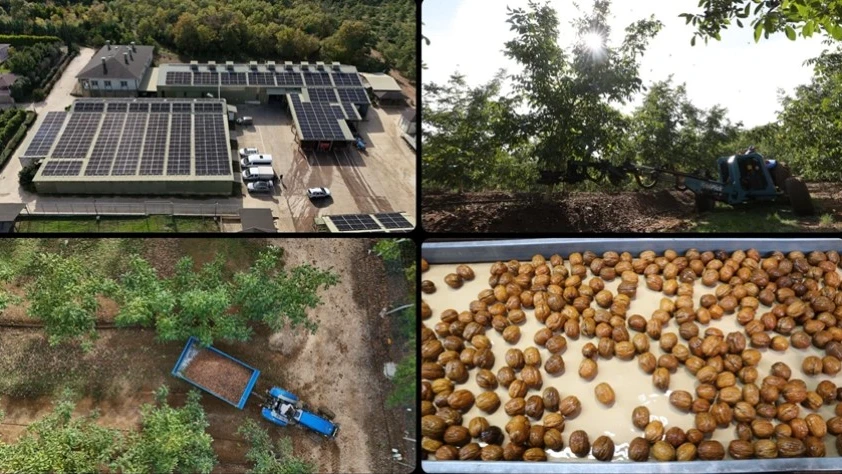 Ceviz üretimine başlayan işletme elektriğini güneşten karşılıyor