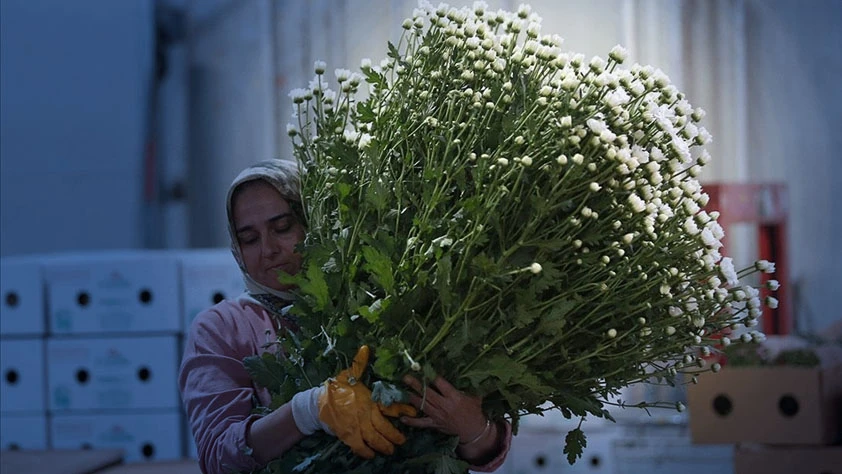 Çiçek ihracatı 10 ayda 137 milyon dolar oldu: Yıl sonu rekor bekleniyor