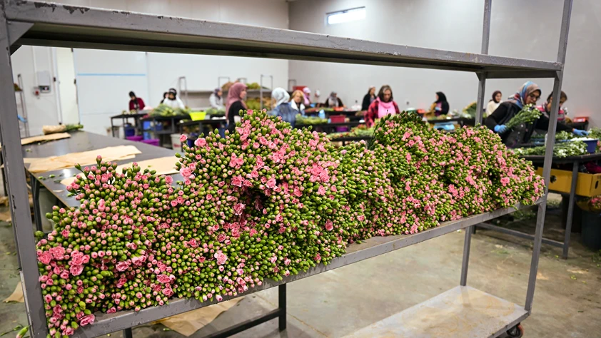 Çiçek sektörü rotayı Körfez'e çevirdi: 'Payımızı genişletmek istiyoruz'