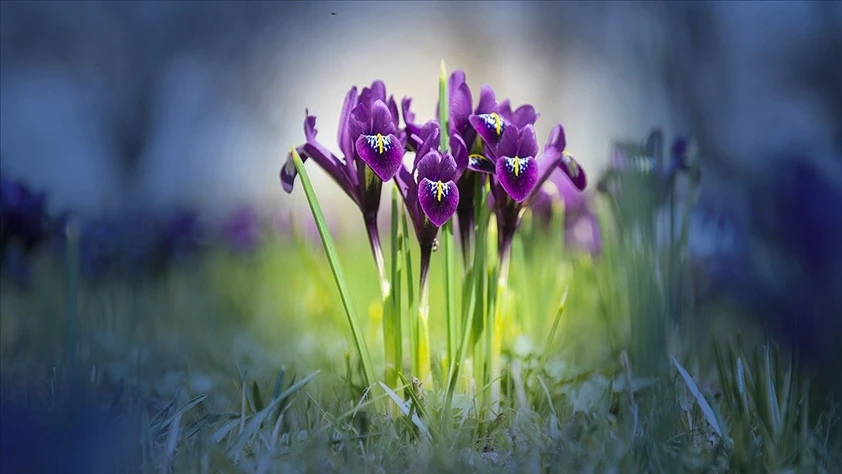 Çiçek soğanlarına ihracat düzenlemesi