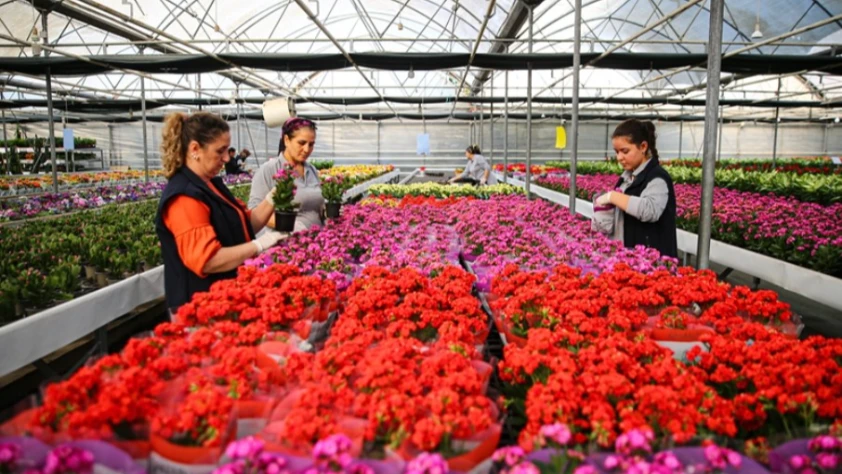 Çiçekçilerde 2026 yılbaşı hareketliliği