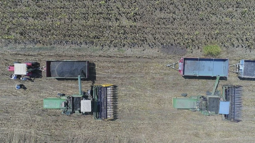 Çiftçilere 2,8 milyar liralık destek: Ödemeler bugün hesaplarda
