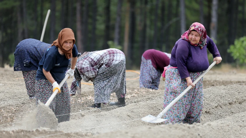 Çiftçilere 349 milyon lira destek ödemesi yapılacak! Tarih belli oldu