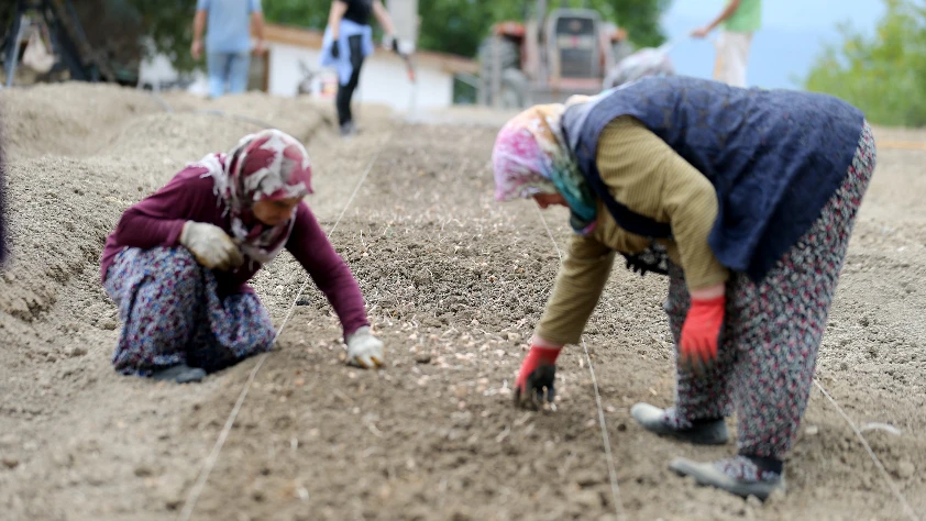 Çiftçilerin ödeme alacağı tarih belli oldu