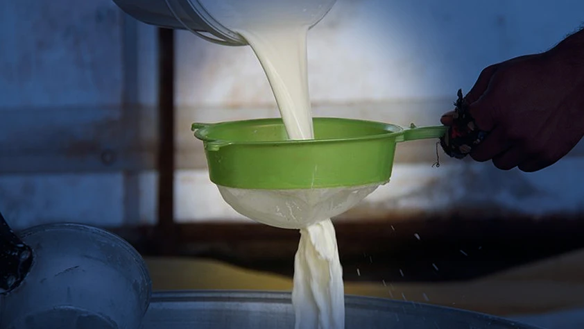 Çiğ süt sınıflandırmasında yeni dönem! C Sınıfı yağ oranı güncellendi