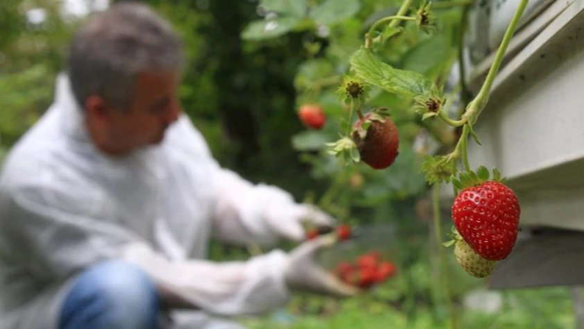 Çilek üretimi için çalışmalar başladı! 20 fide dikildi Çilek üretimi için çalışmalar başladı! 20 fide dikildi