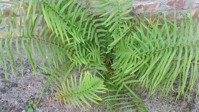 Çin'den dünyada bir ilk: Bitkide 'nadir toprak elementi' keşfi