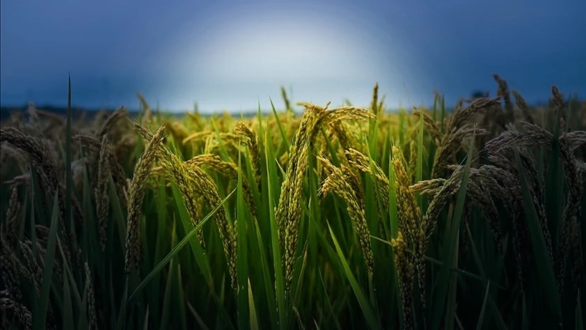 Çin'in hububat üretimi 714,8 milyon ton oldu