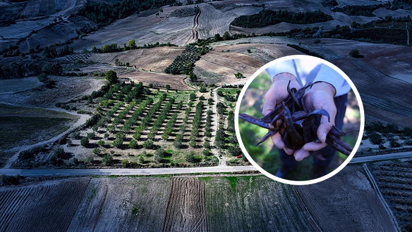 Çorak arazi kiraladı! Keçiboynuzuyla tarıma kazandırdı