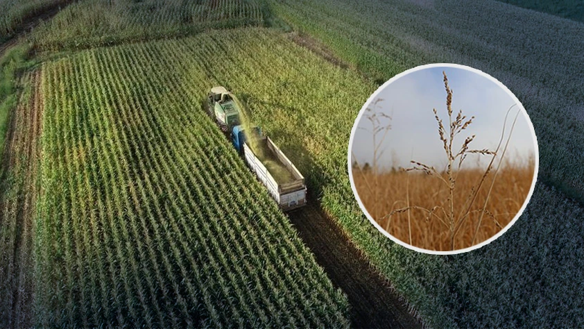 Dallı darı ile tarımda yeni dönem! Su tüketimi ve maliyetler yarı yarıya düşüyor