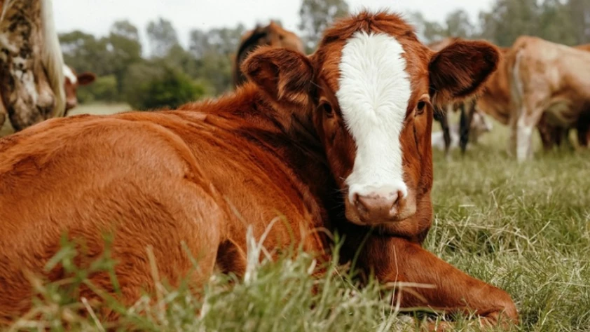 Damızlık hayvanlarda yeni dönem: Tabii tohumlama boğaları için izin şartı getirildi