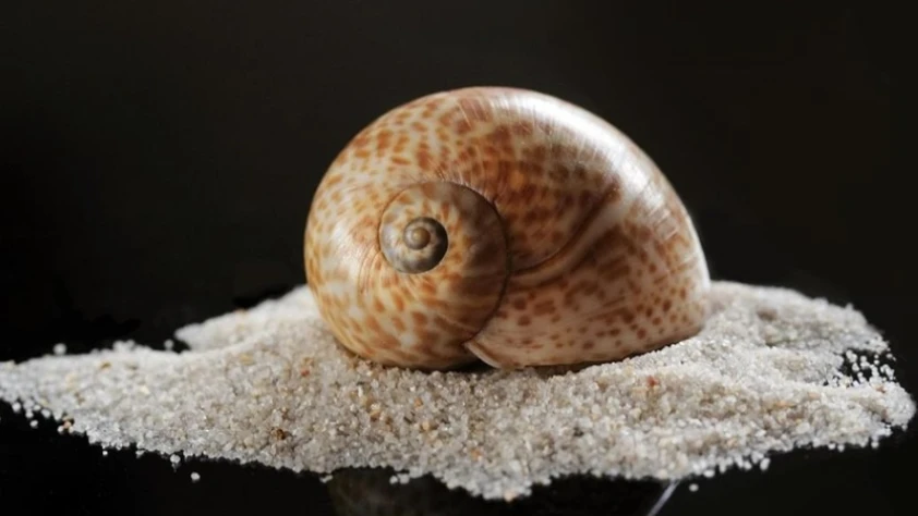 Deniz salyangozu ihracatı 2025'te 20,9 milyon doları aştı