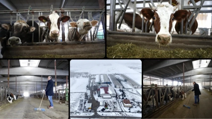 Depremde hayvanları telef olan besici devlet desteğiyle üretime devam etti